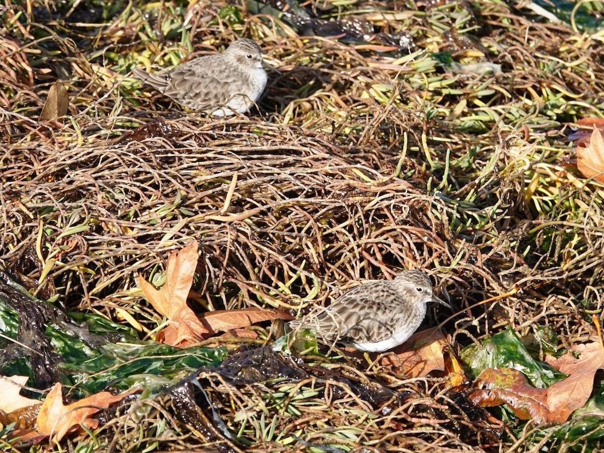 Least Sandpiper - ML644346943