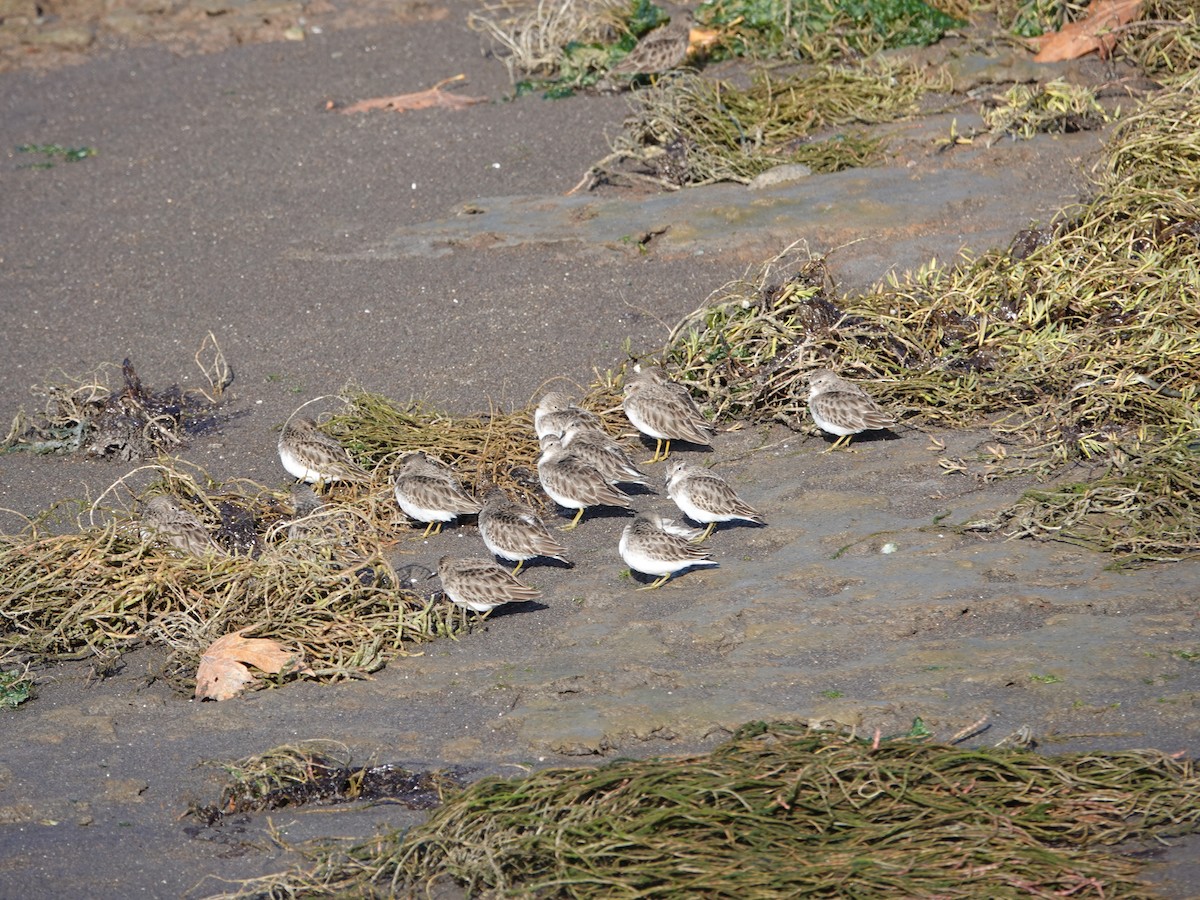 Least Sandpiper - ML644346944