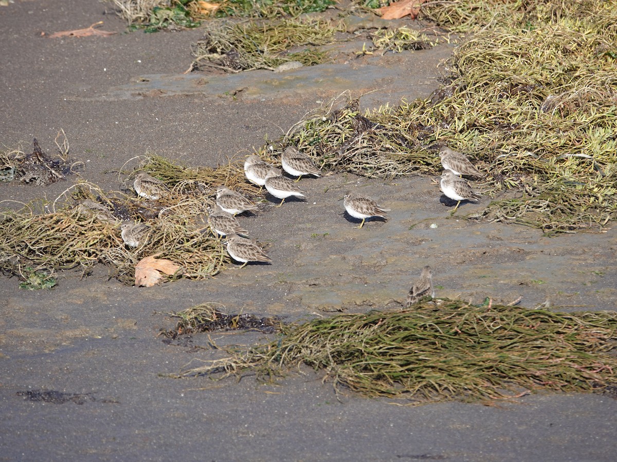 Least Sandpiper - ML644346945