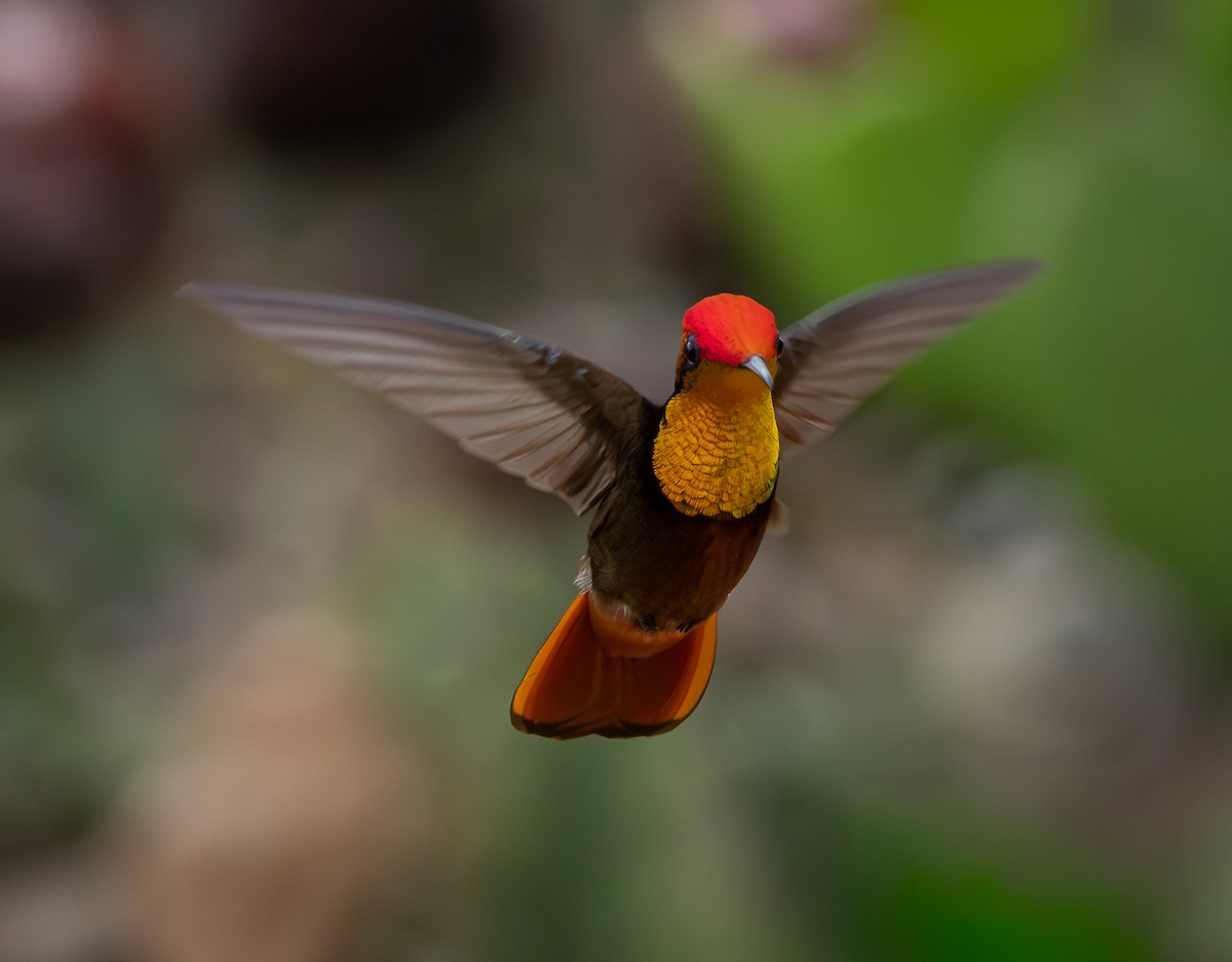 ルビートパーズハチドリ - ML644346946