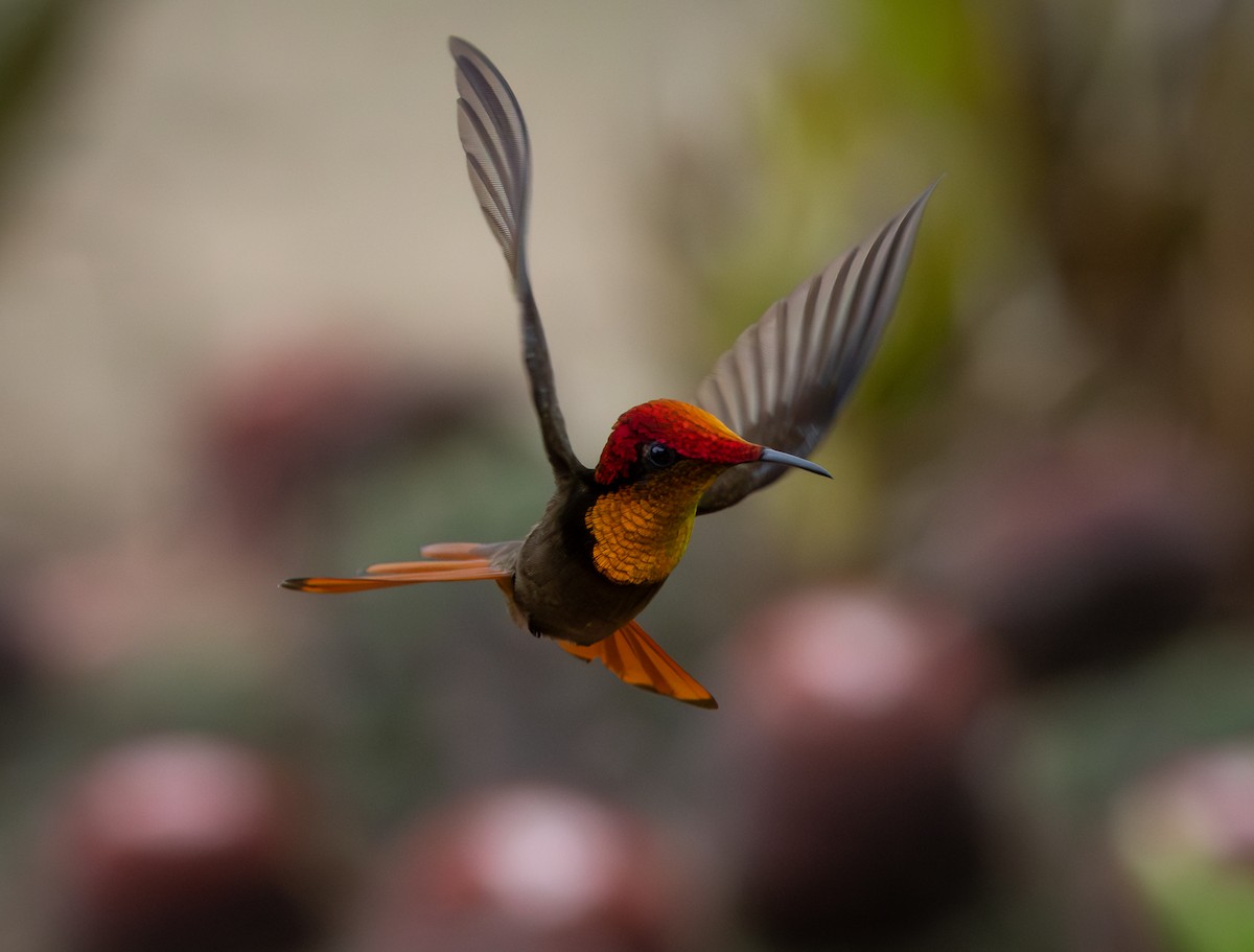 ルビートパーズハチドリ - ML644346947