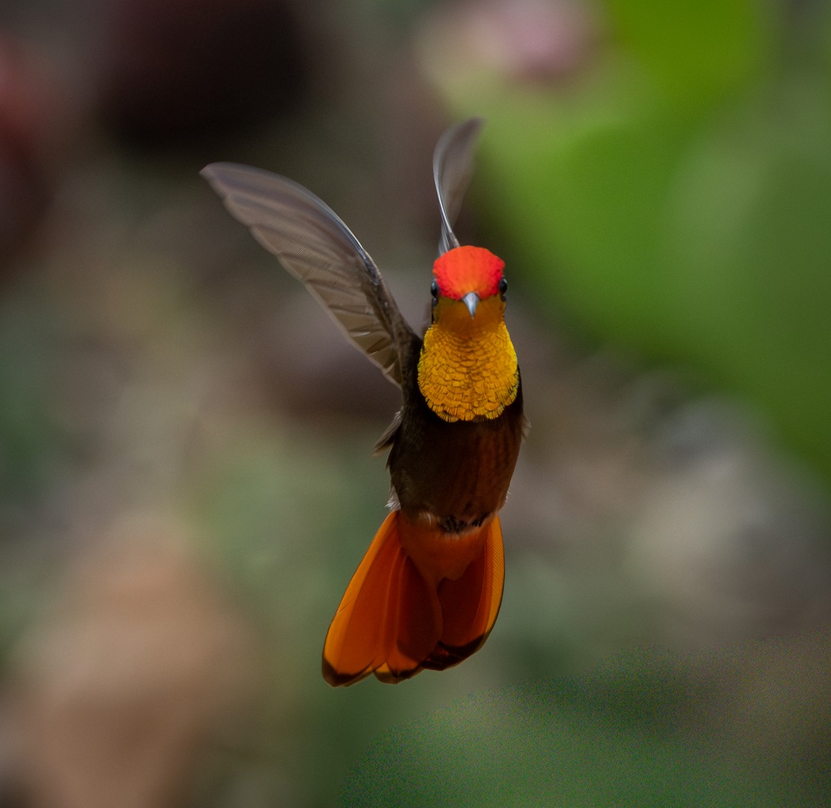 ルビートパーズハチドリ - ML644346948