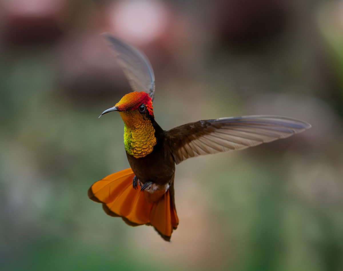 ルビートパーズハチドリ - ML644346949