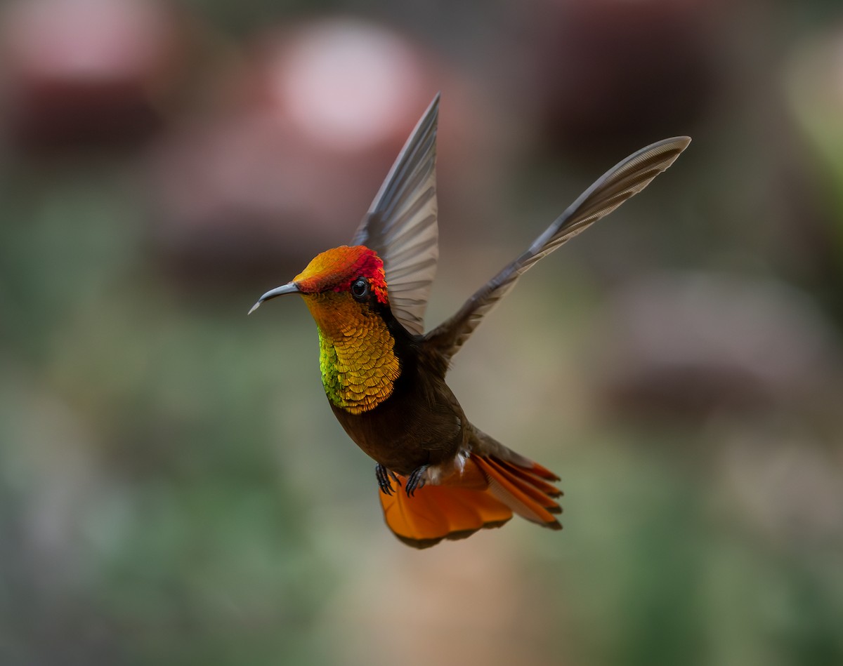 ルビートパーズハチドリ - ML644346950