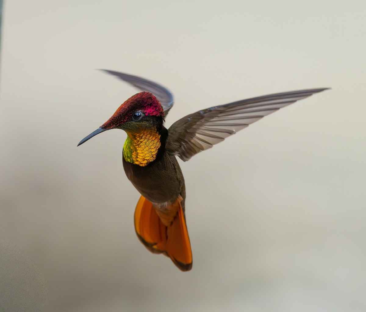 ルビートパーズハチドリ - ML644346951