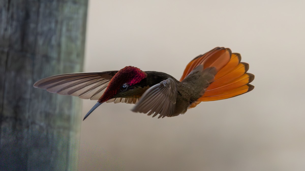 ルビートパーズハチドリ - ML644346952