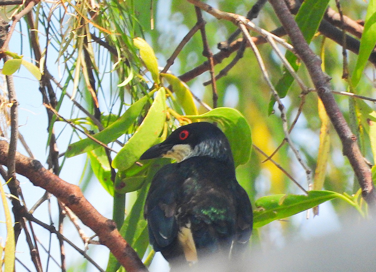 špaček lesklý - ML644346956