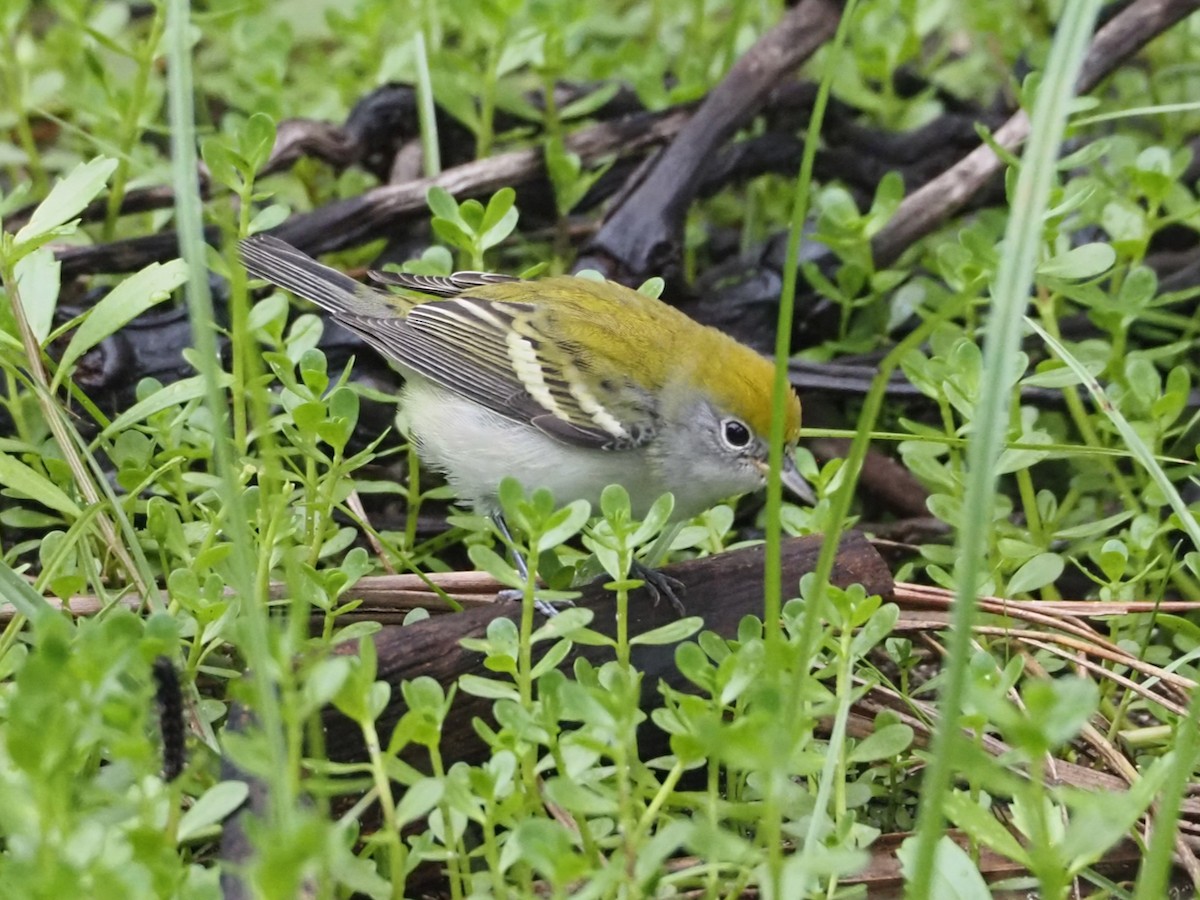 Chestnut-sided Warbler - ML644346957