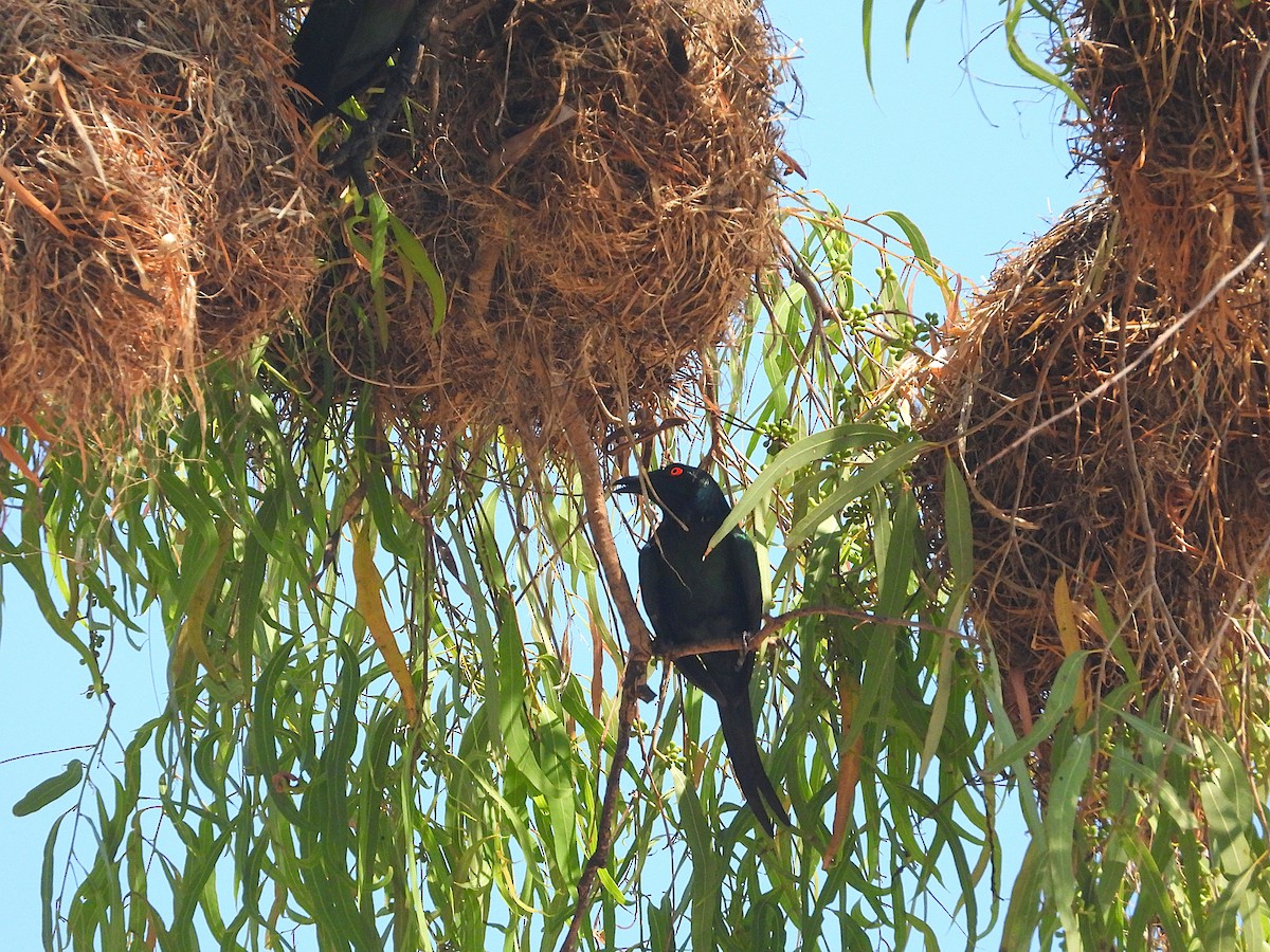 špaček lesklý - ML644346958