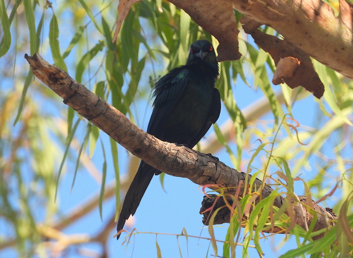 špaček lesklý - ML644346959