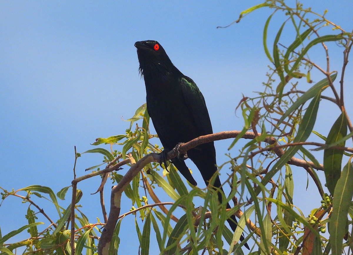špaček lesklý - ML644346962