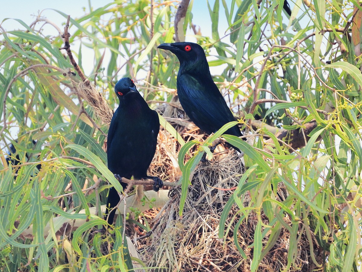 špaček lesklý - ML644346970