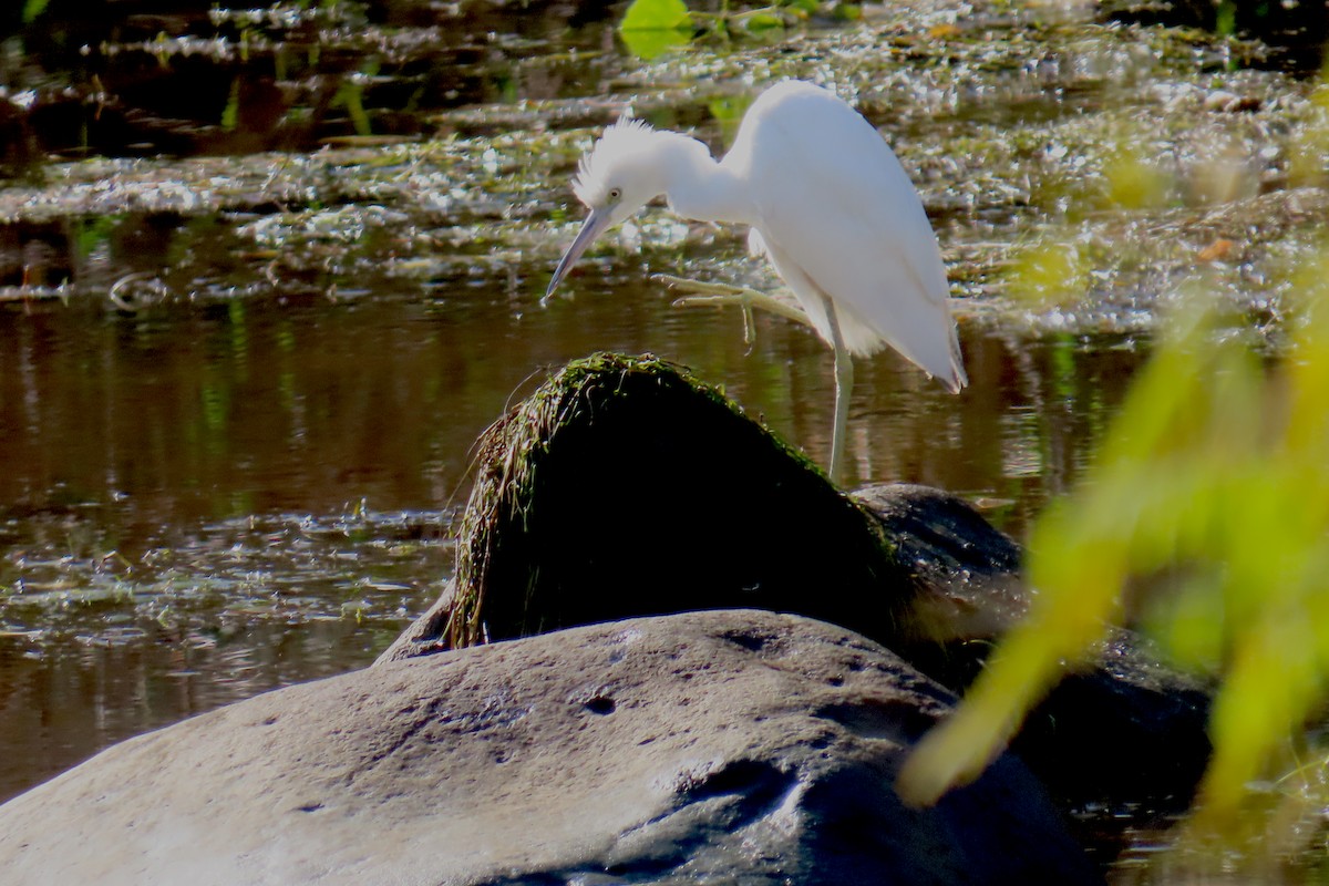 Little Blue Heron - ML644346972