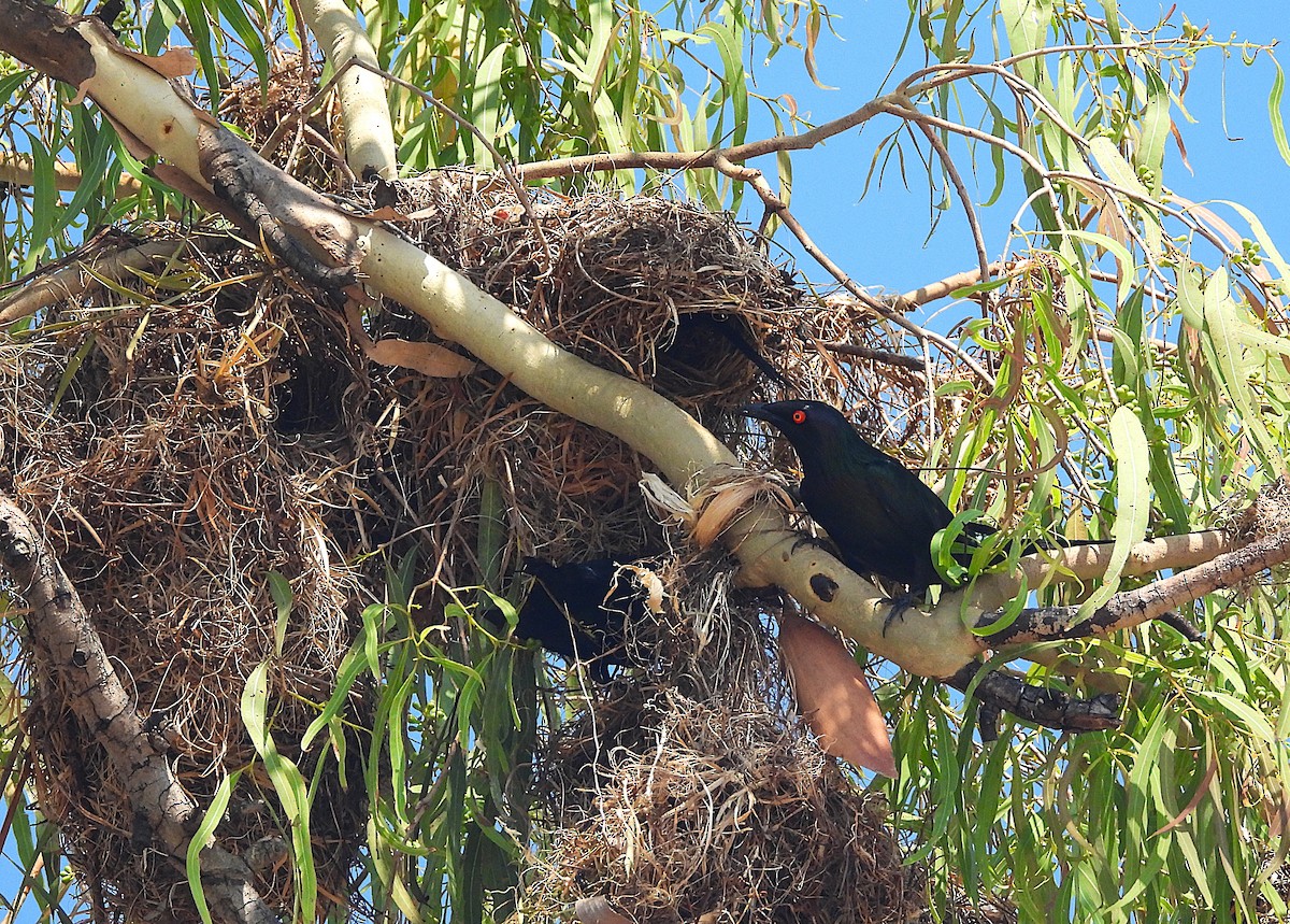špaček lesklý - ML644346975