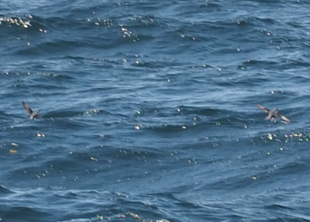 Ancient Murrelet - ML644346986