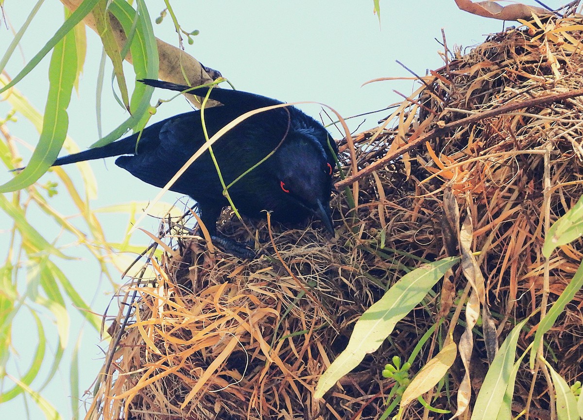 špaček lesklý - ML644346991