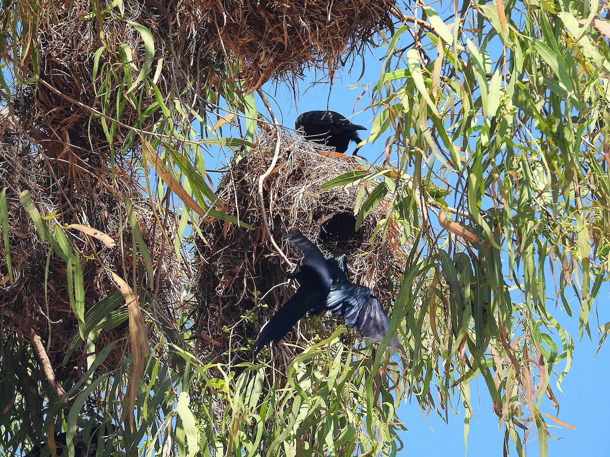 špaček lesklý - ML644346992