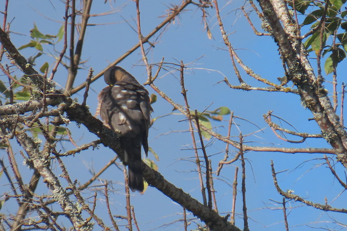 Sharp-shinned Hawk - ML644346998