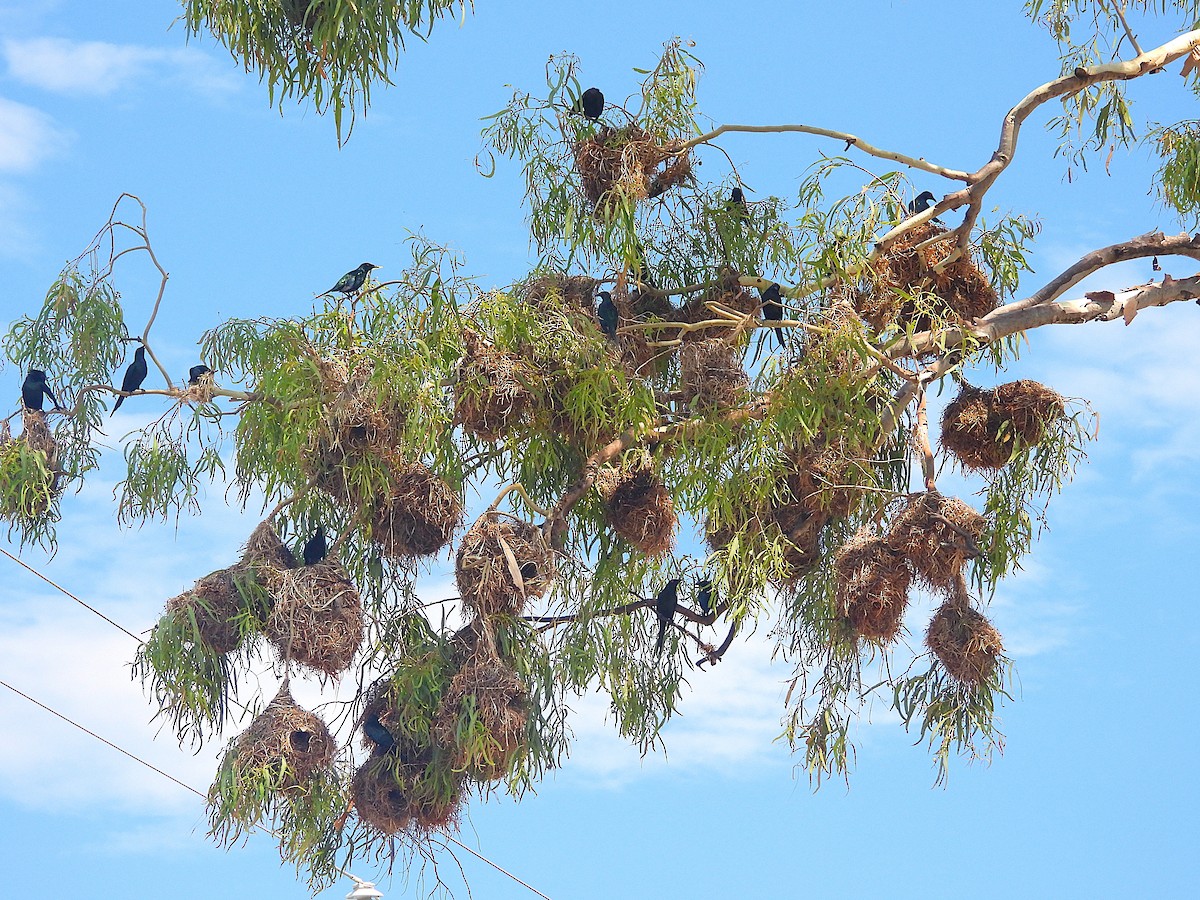 špaček lesklý - ML644346999