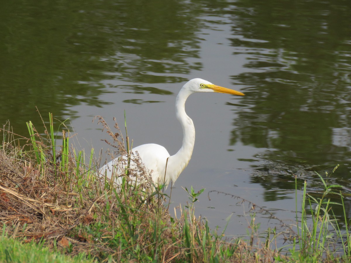 Great Egret - ML64434701