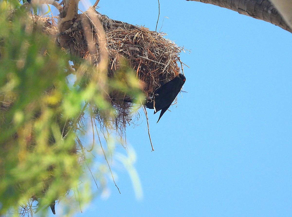 špaček lesklý - ML644347011