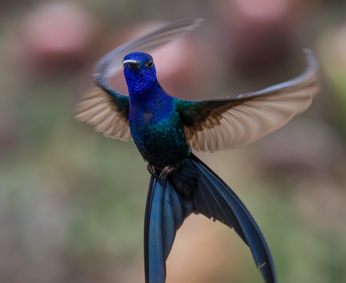 ツバメハチドリ - ML644347014