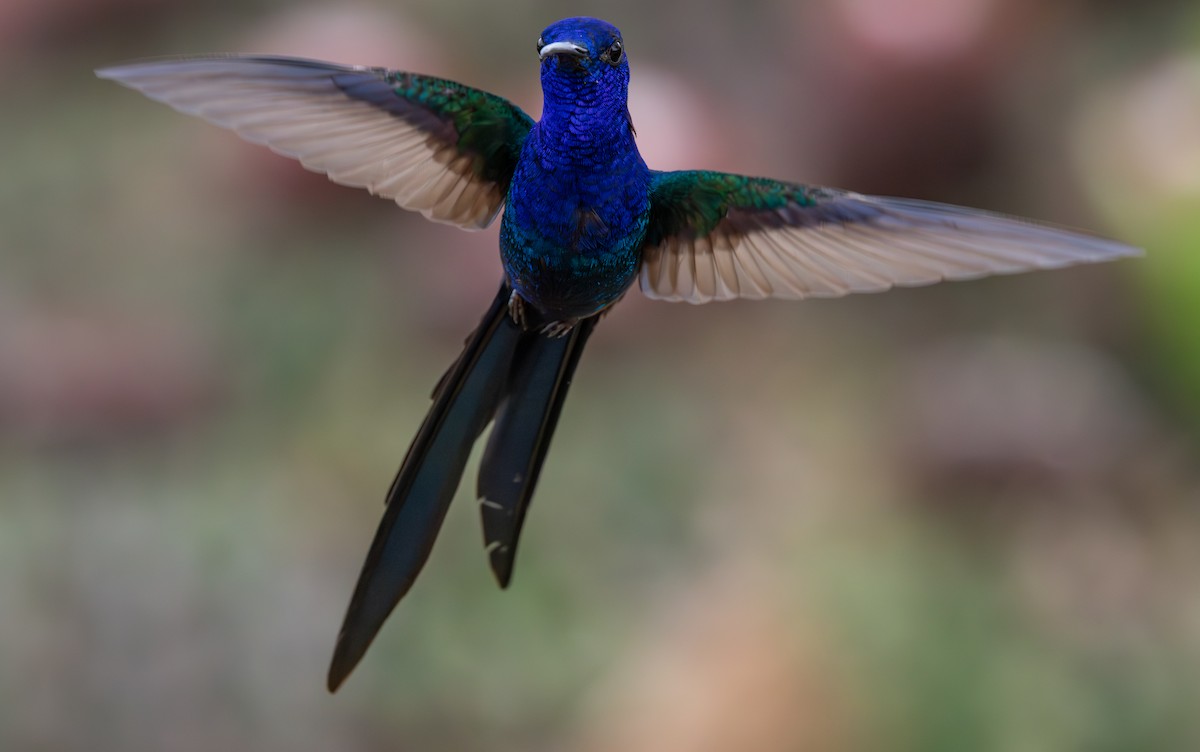 ツバメハチドリ - ML644347015