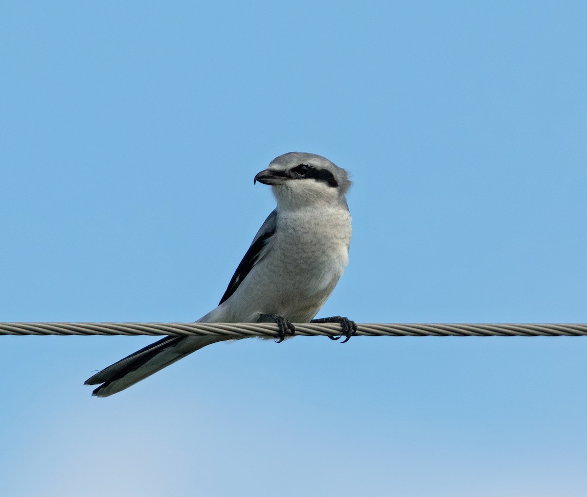 Умардын дунхай - ML644347017