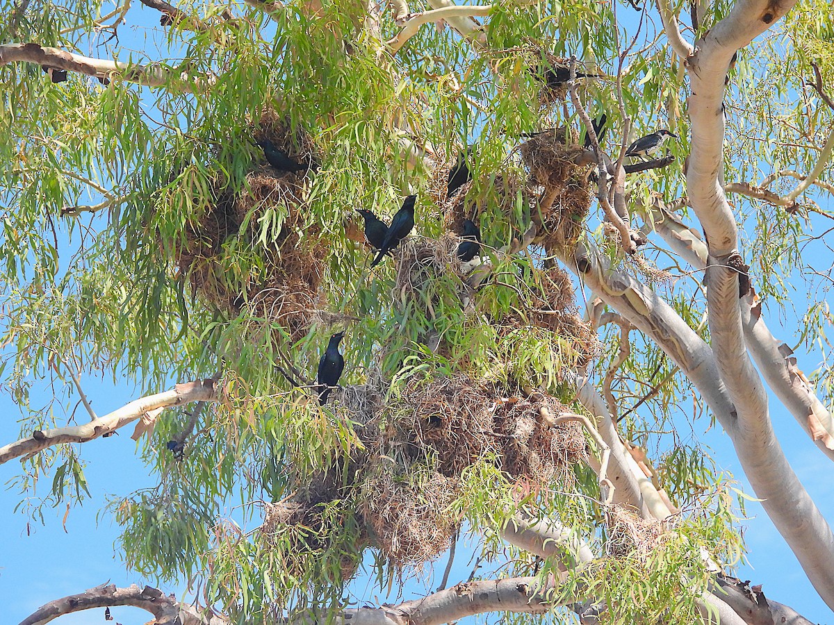 špaček lesklý - ML644347019