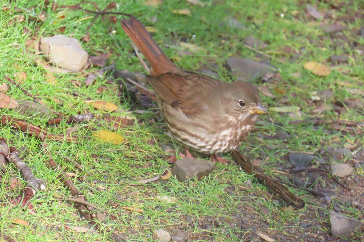 Fox Sparrow - ML644347022