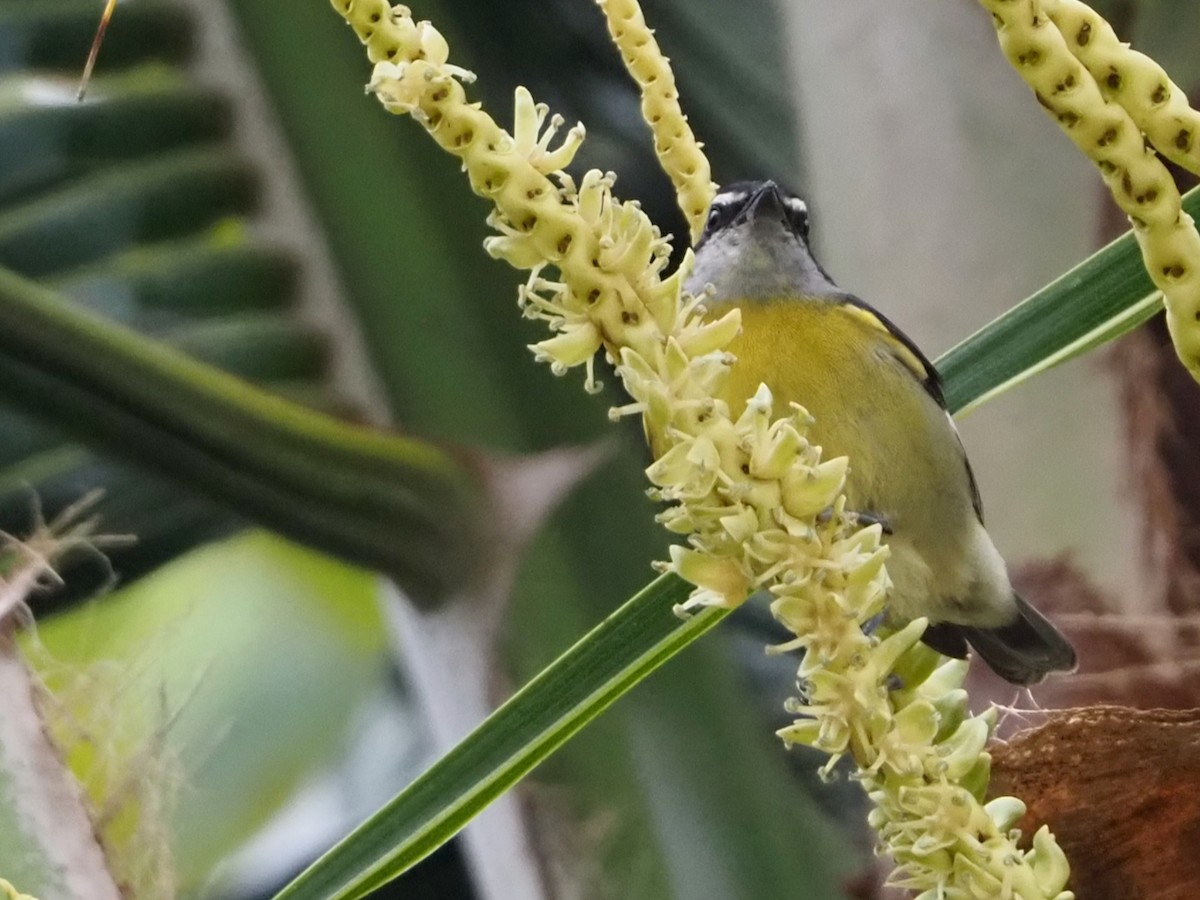 Sucrier à ventre jaune - ML644347024