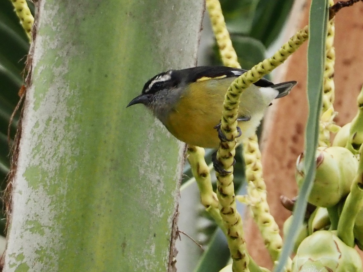 Sucrier à ventre jaune - ML644347028