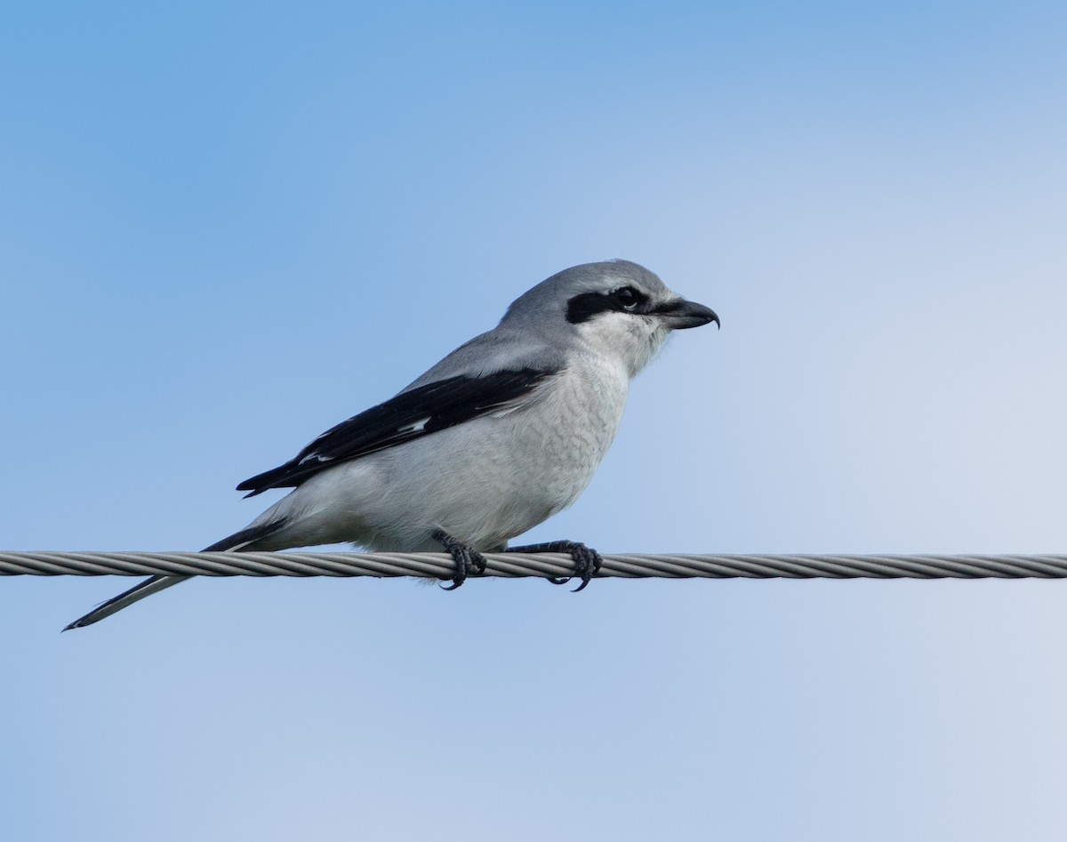 Умардын дунхай - ML644347029