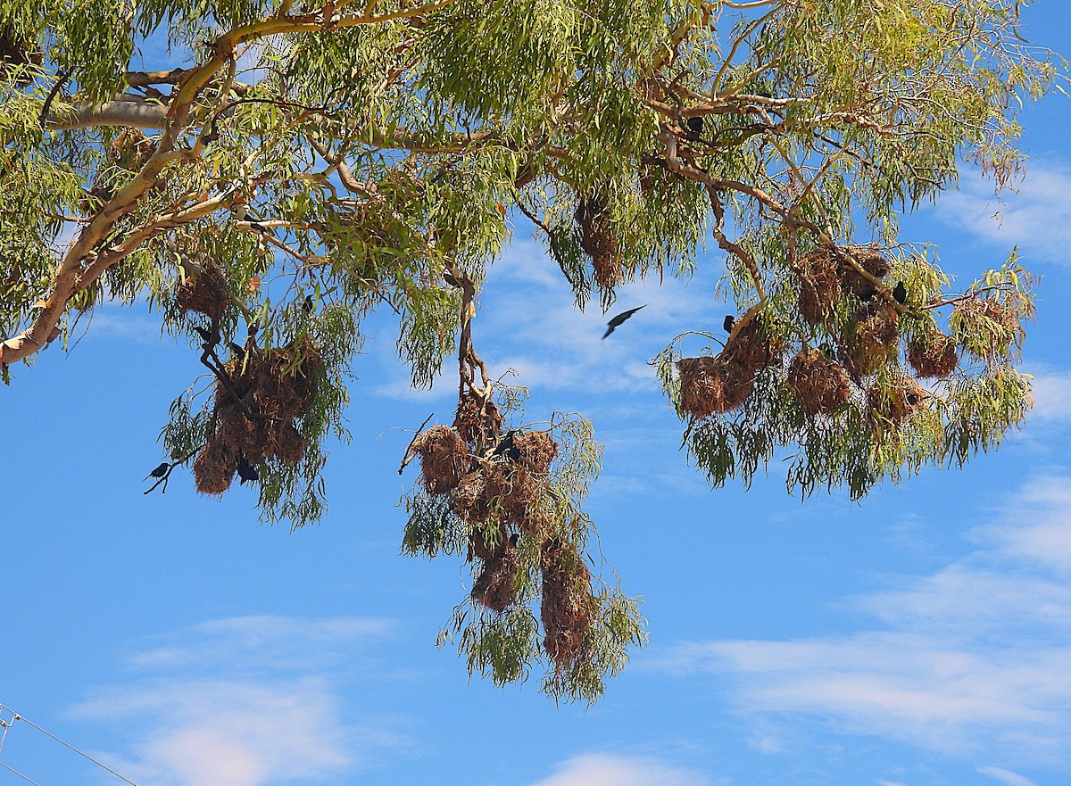 špaček lesklý - ML644347031