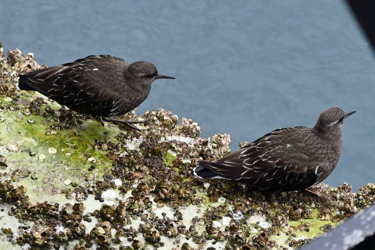 kamenáček černohlavý - ML644347037