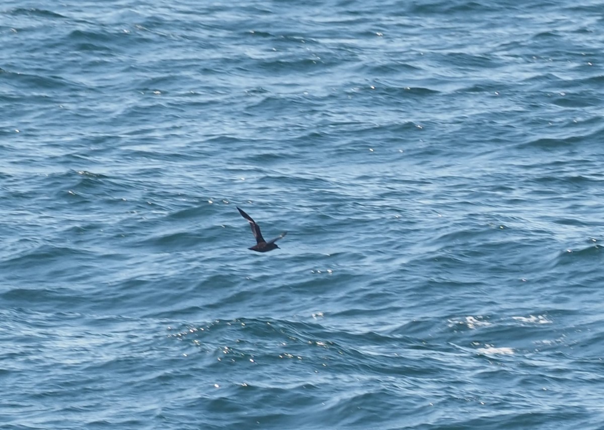 grålire - ML644347038