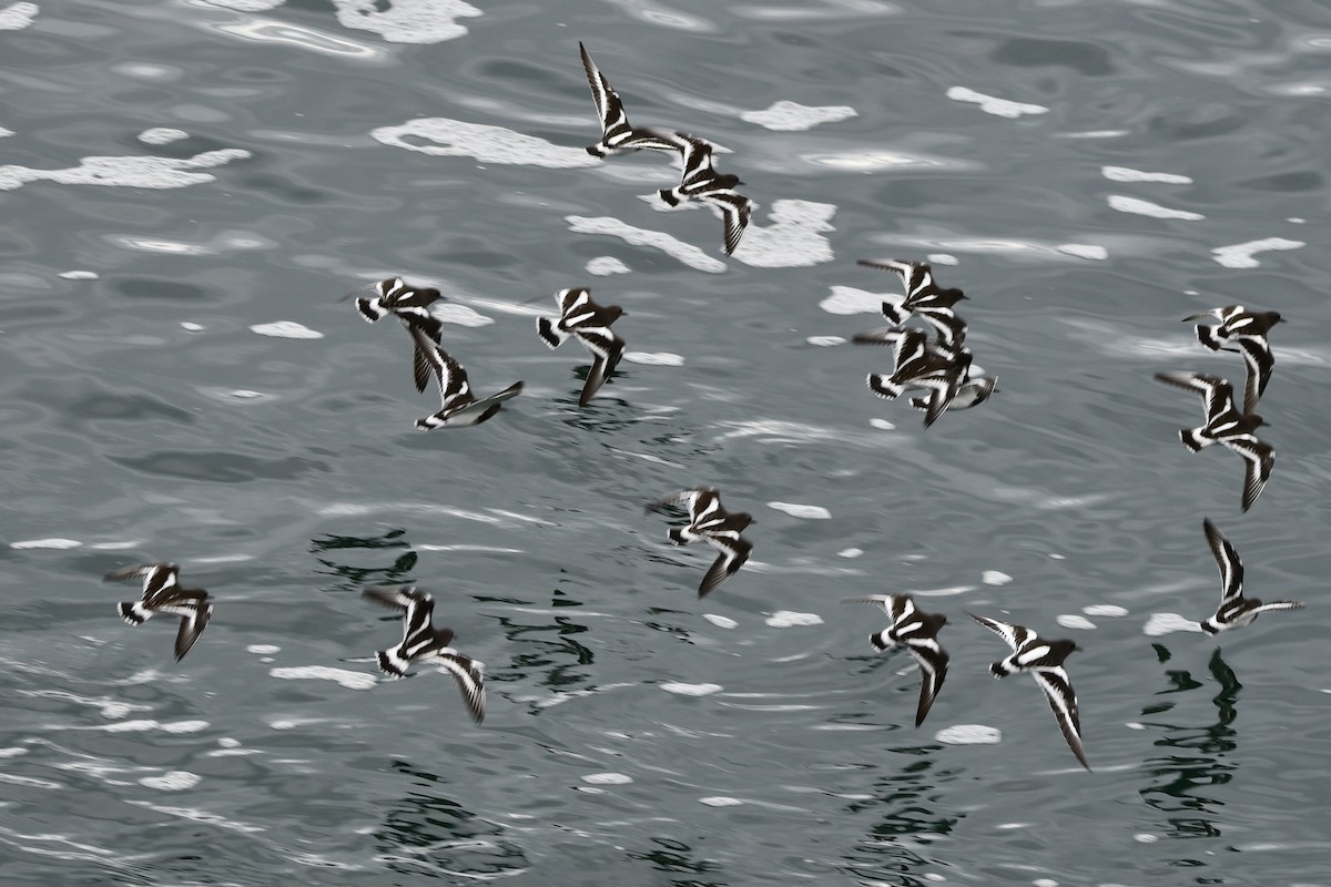 kamenáček černohlavý - ML644347044