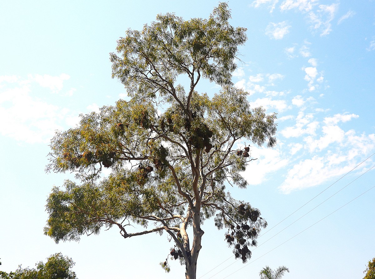 špaček lesklý - ML644347045