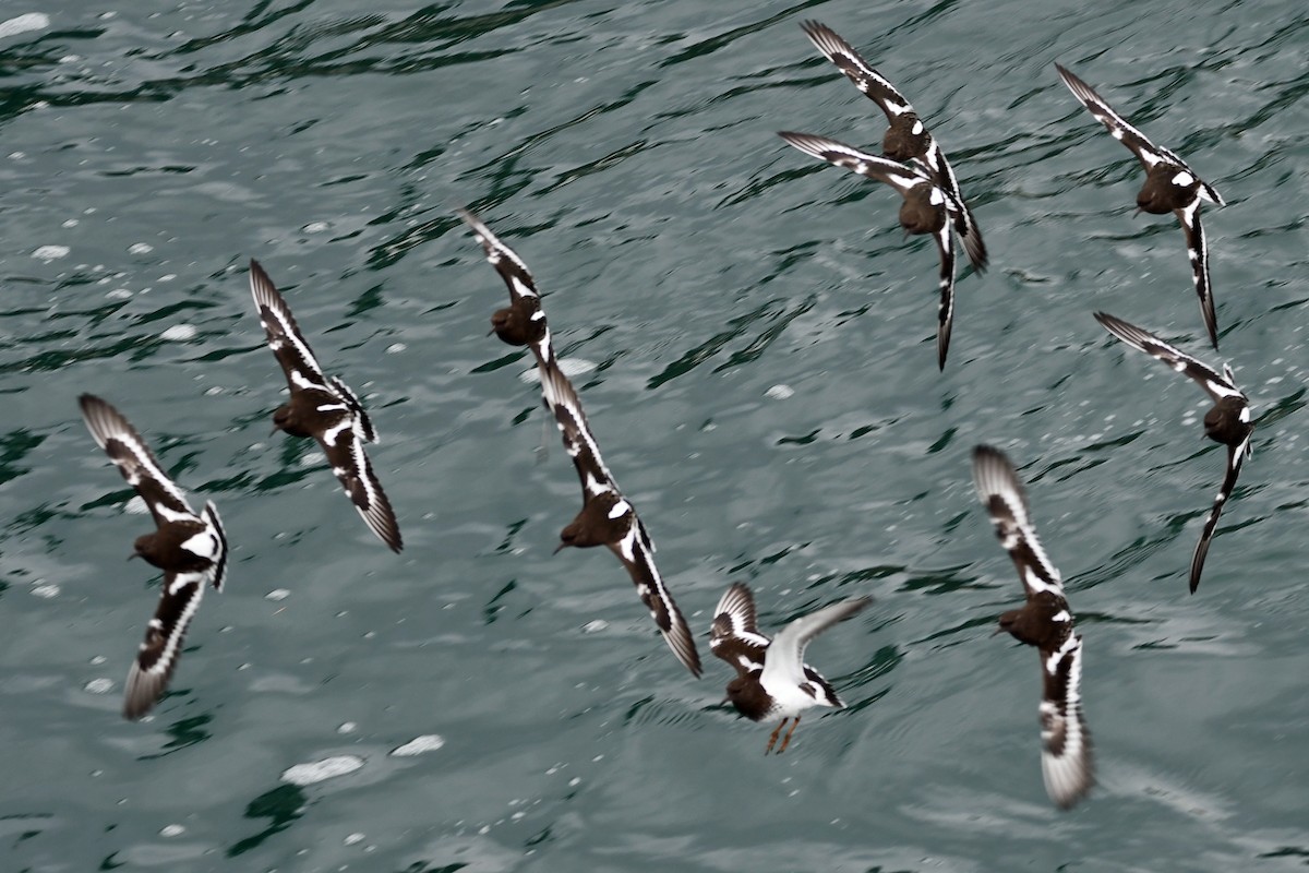 kamenáček černohlavý - ML644347046