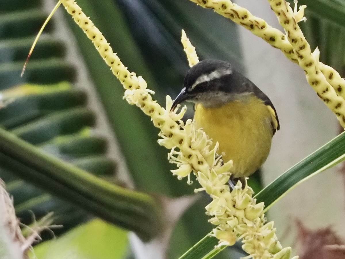 Sucrier à ventre jaune - ML644347049