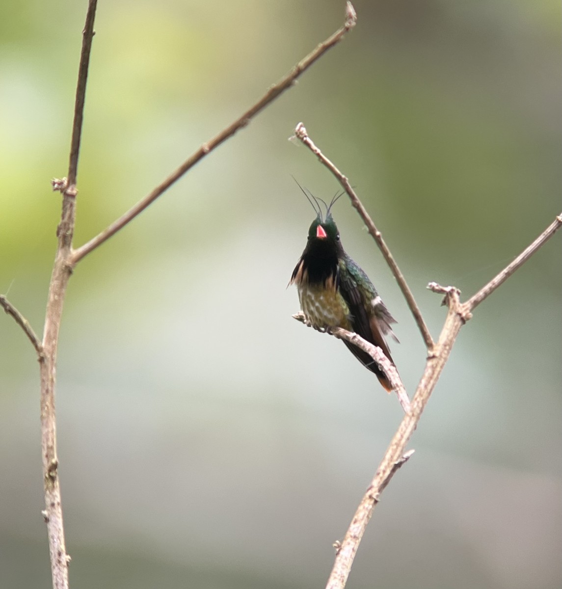Black-crested Coquette - ML644347067
