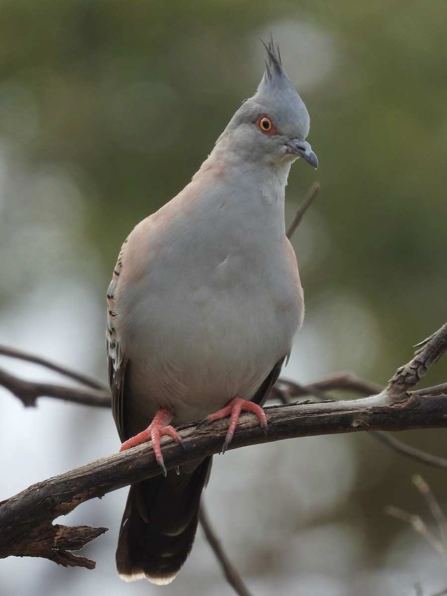 Crested Pigeon - ML644347072