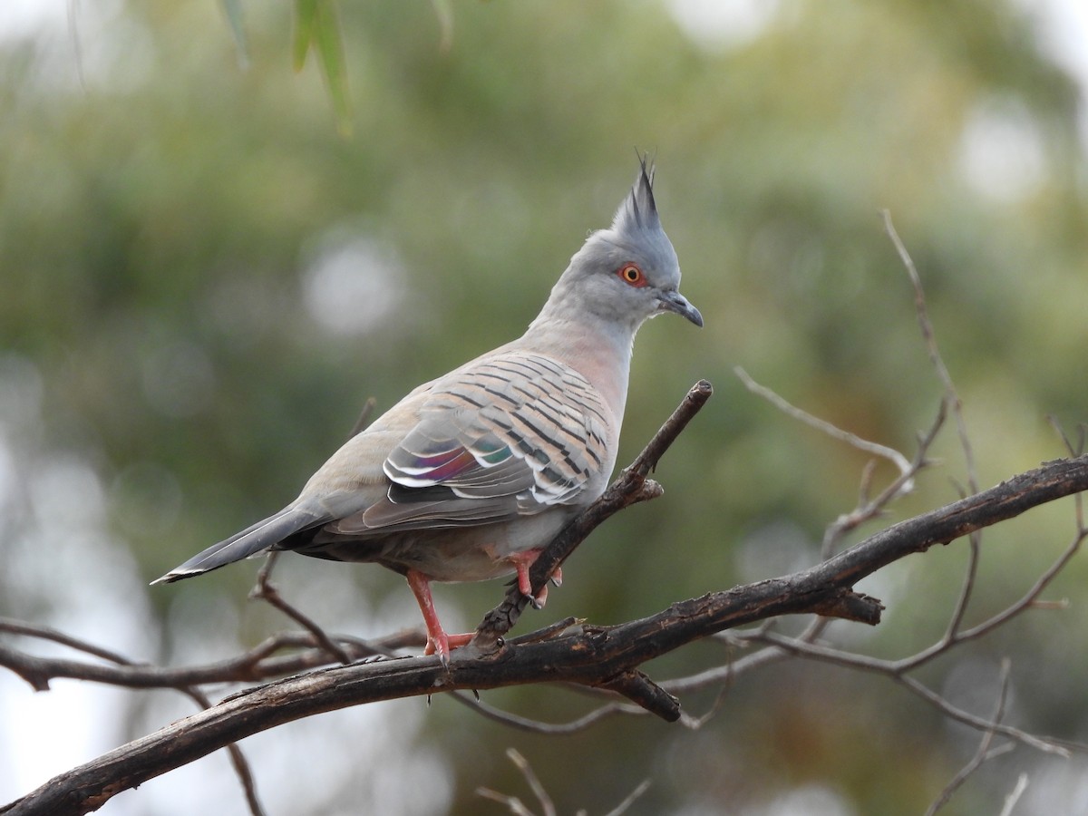 Crested Pigeon - ML644347073