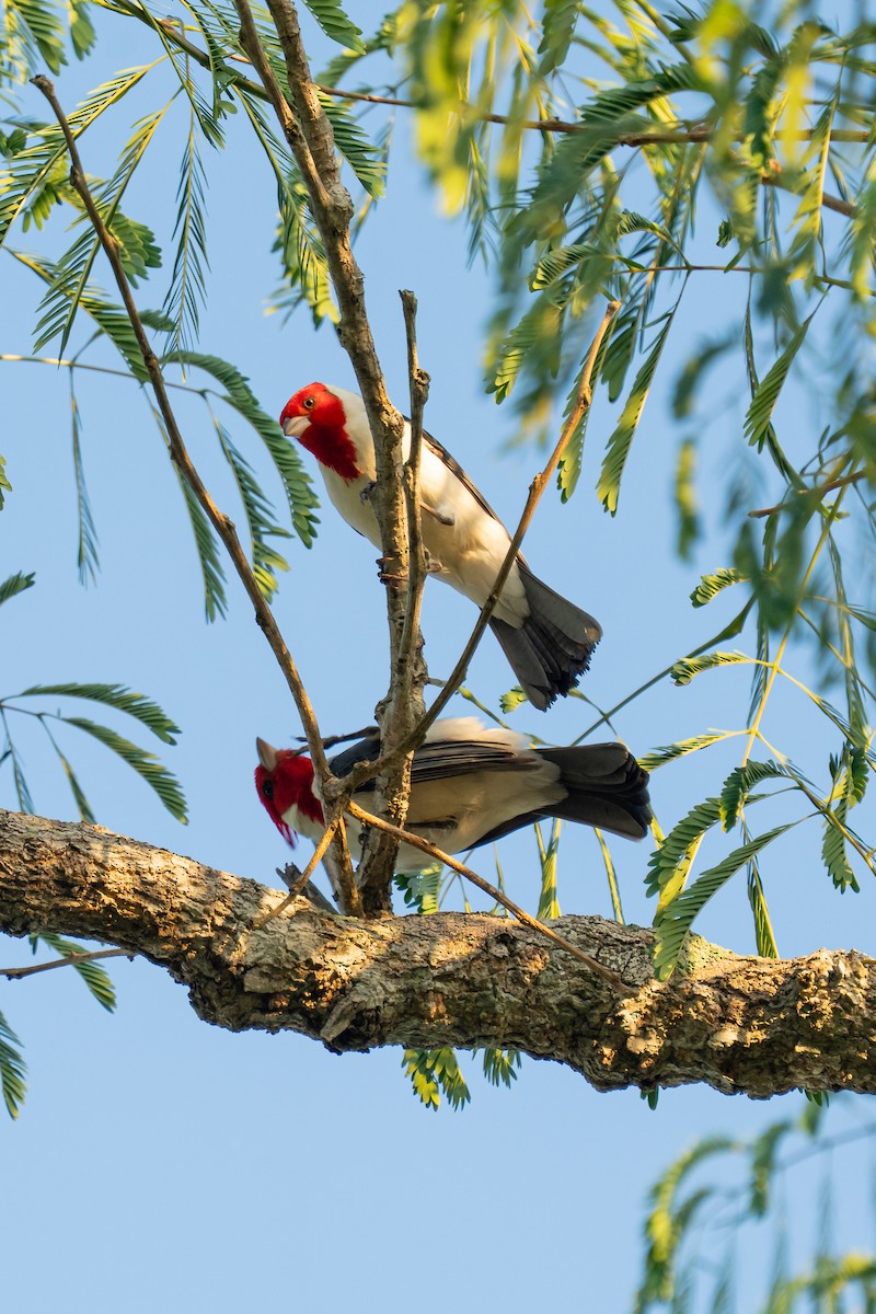 Red-crested Cardinal - ML644347081