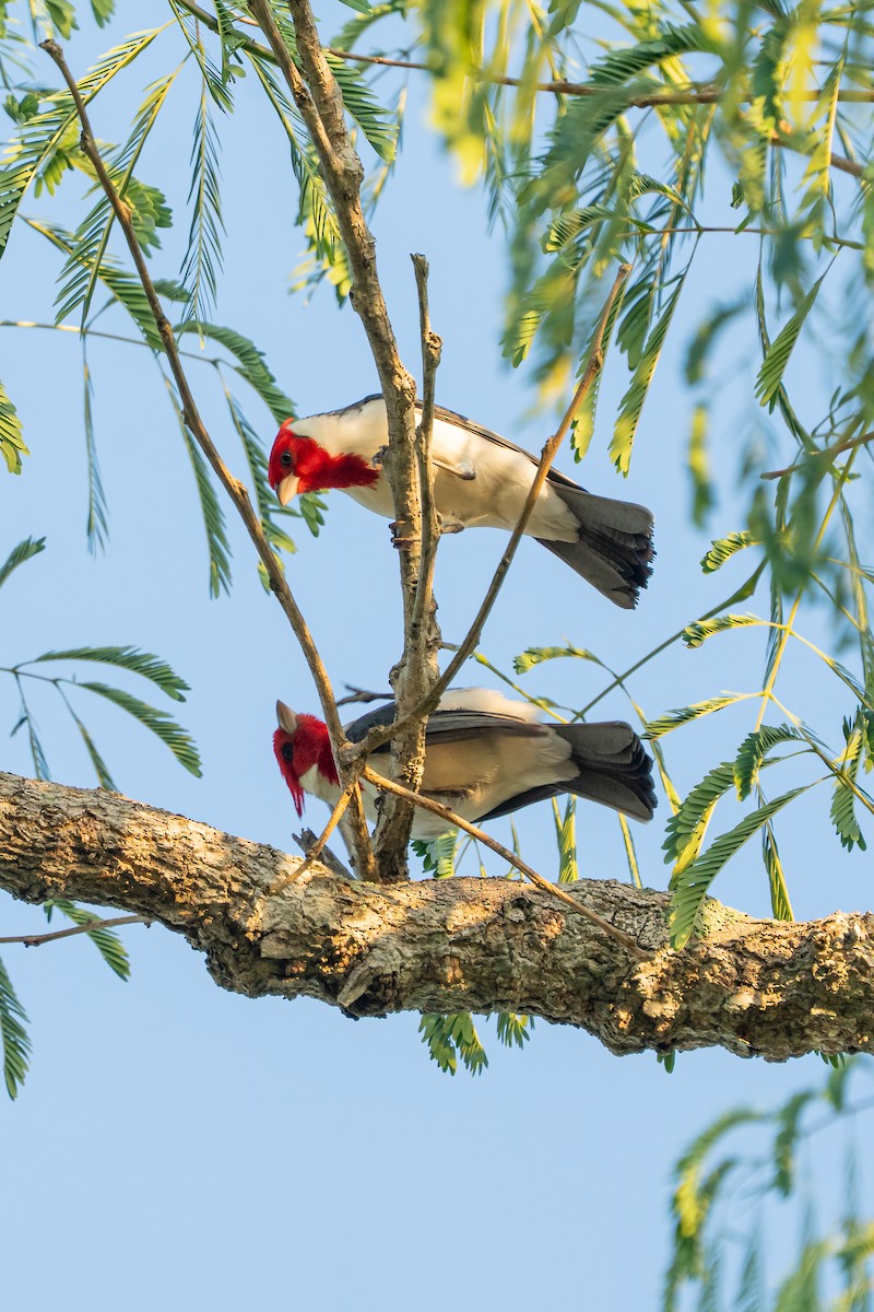 Red-crested Cardinal - ML644347082