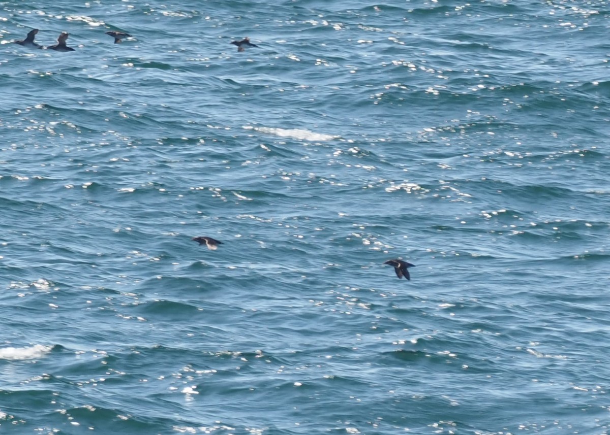 papuchalk růžkatý - ML644347083