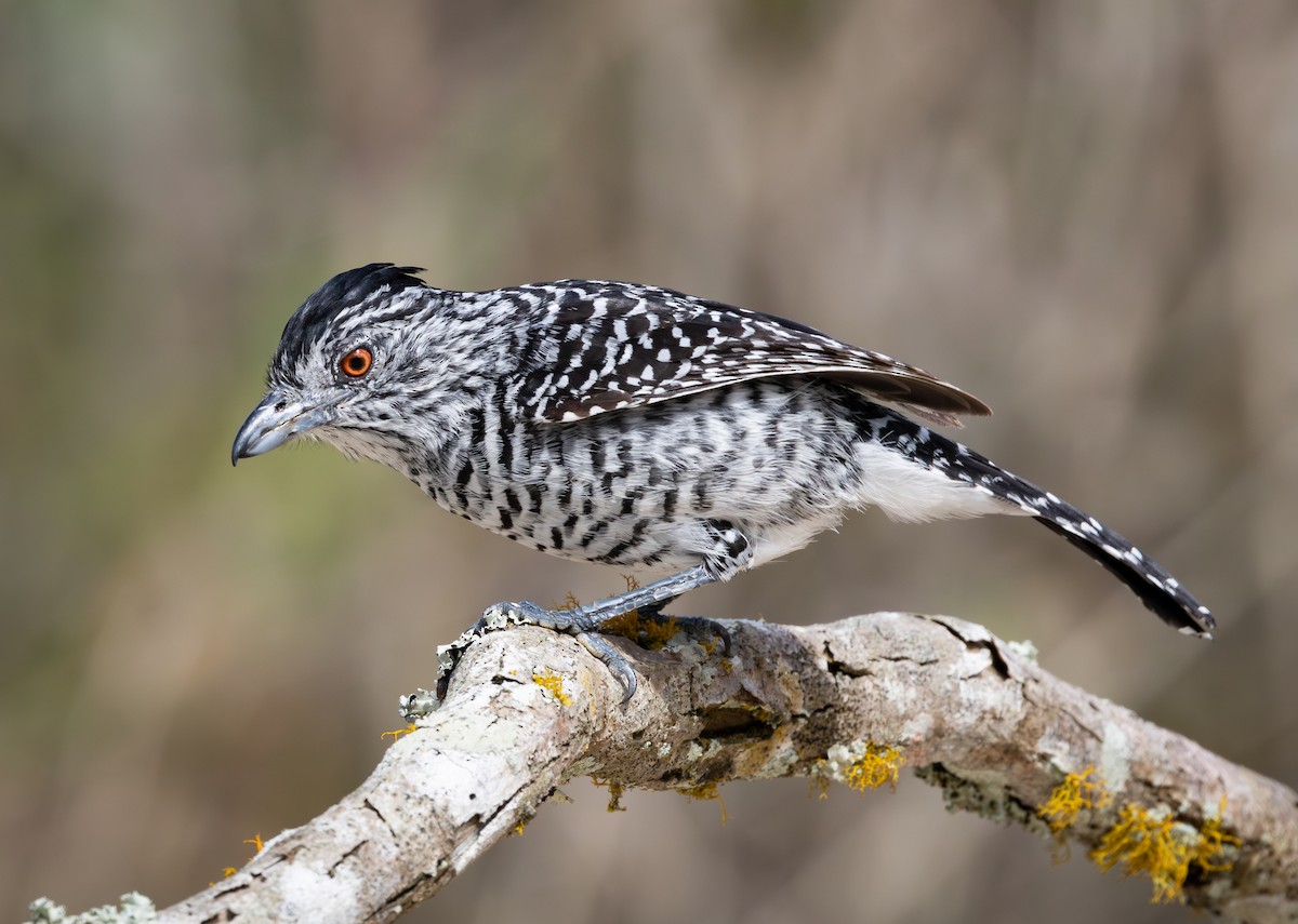 Barred Antshrike (Caatinga) - ML644347087