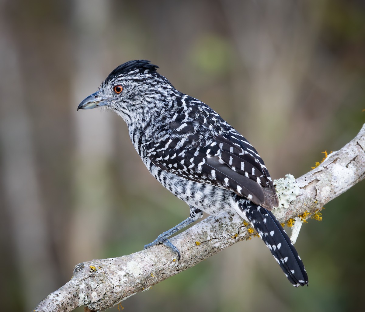 Barred Antshrike (Caatinga) - ML644347088