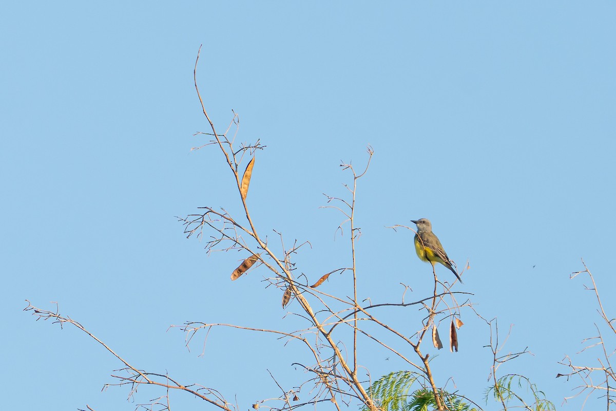 White-throated Kingbird - ML644347097