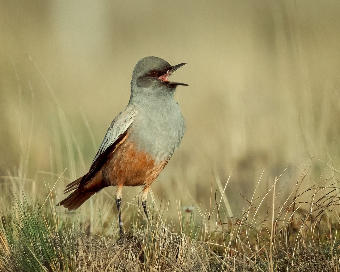 Chocolate-vented Tyrant - ML644347098